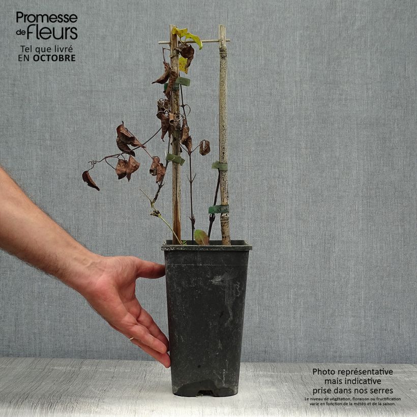 Spécimen de Clématite Xerxes Pot de 2L/3L tel que livré en automne