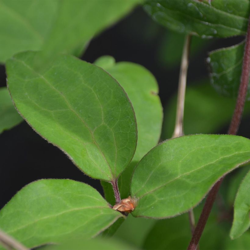 Clématite - Clematis Yukiokoshi (Feuillage)