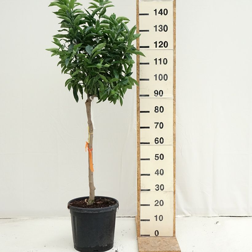 Spécimen de Clémentinier - Citrus clementina Pot de 18L/20L, Demi-Tige, Tige de 90 cm 8/10 tel que livré en été