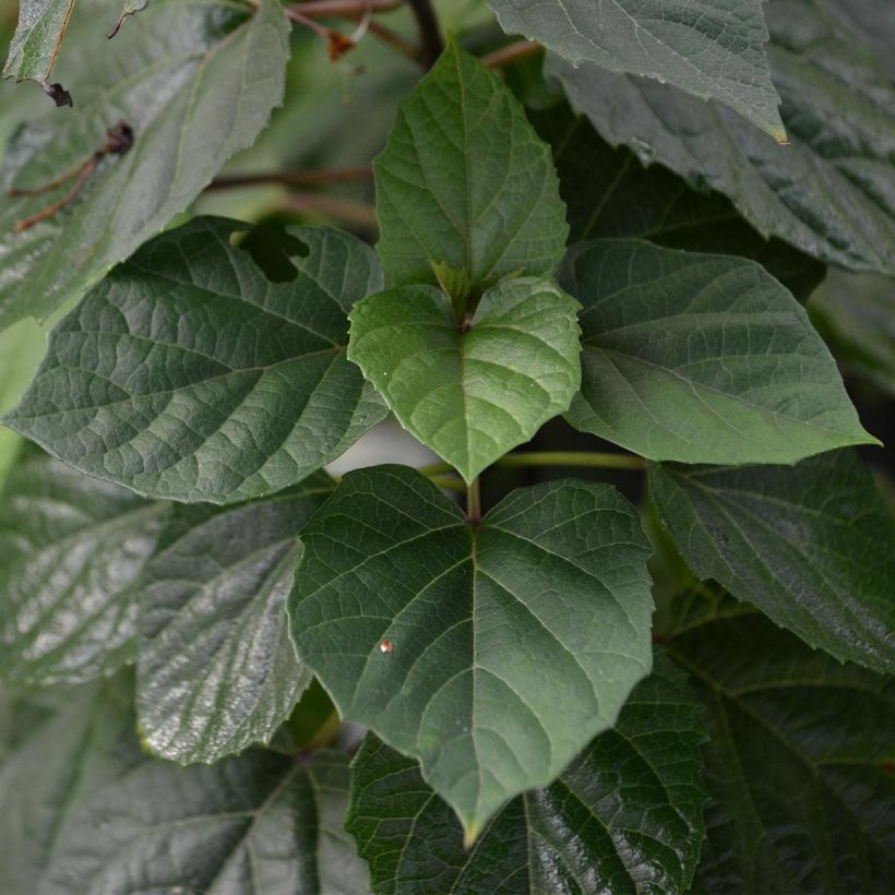 Clerodendrum bungei - Clérodendron de Bunge (Feuillage)