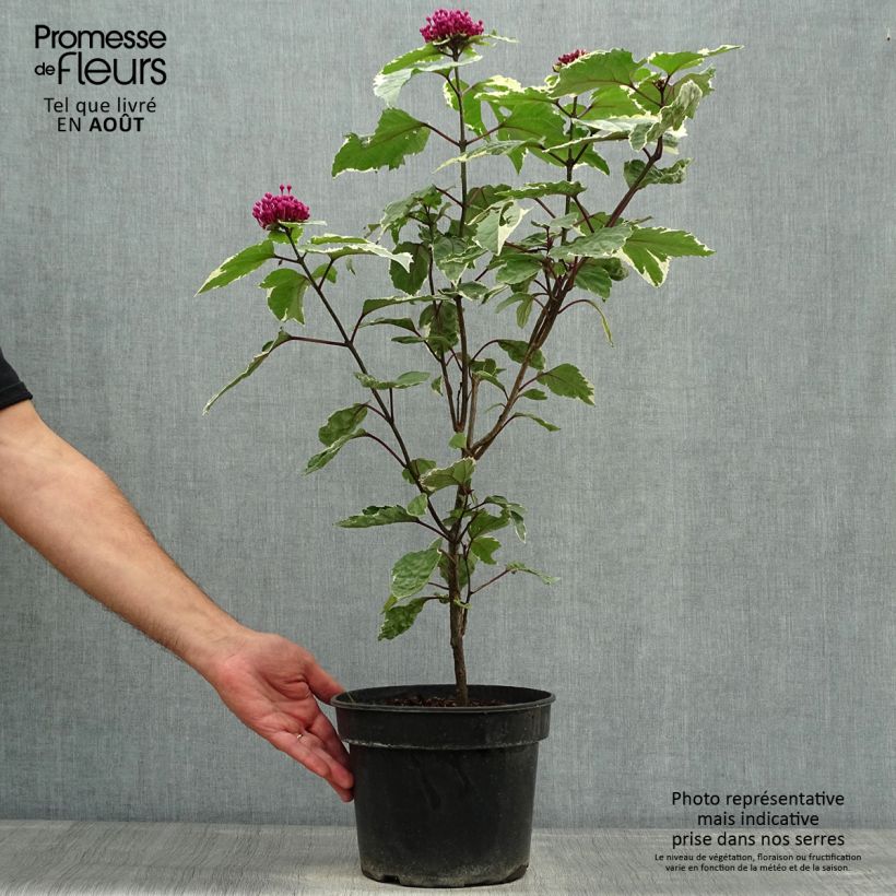 Spécimen de Clerodendrum bungei Pink Diamond - Clérodendron Pot de 3L/4L tel que livré en été