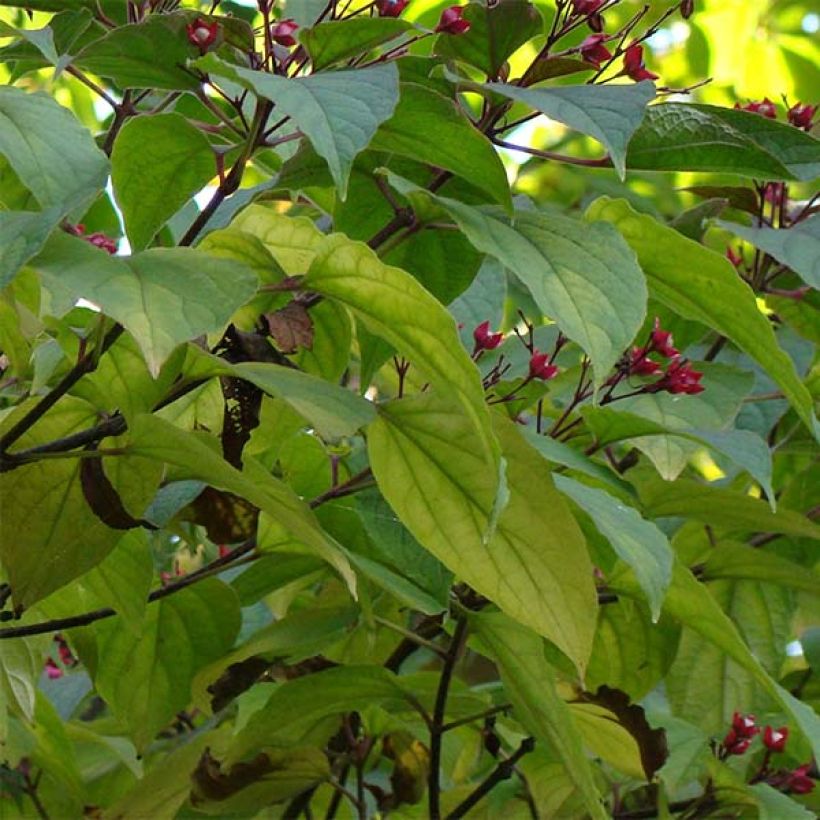 Arbre de la chance - Clerodendrum trichotomum, clérodendron (Feuillage)