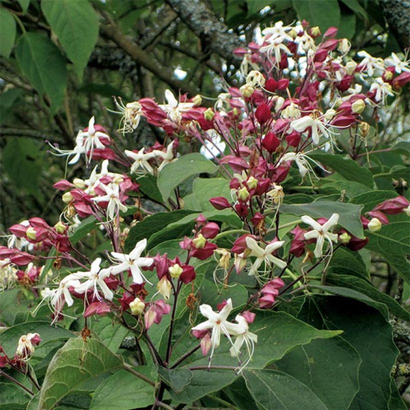 Arbre de la chance - Clerodendrum trichotomum, clérodendron (Floraison)