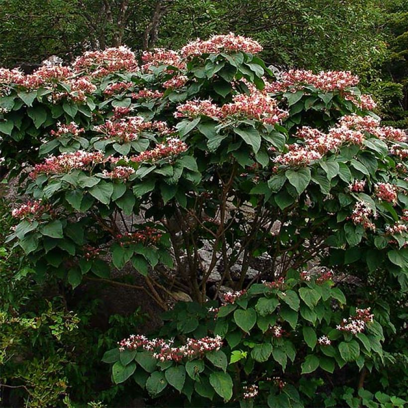 Arbre de la chance - Clerodendrum trichotomum, clérodendron (Port)