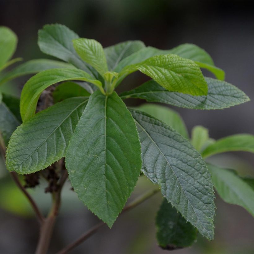 Clethra alnifolia (Feuillage)