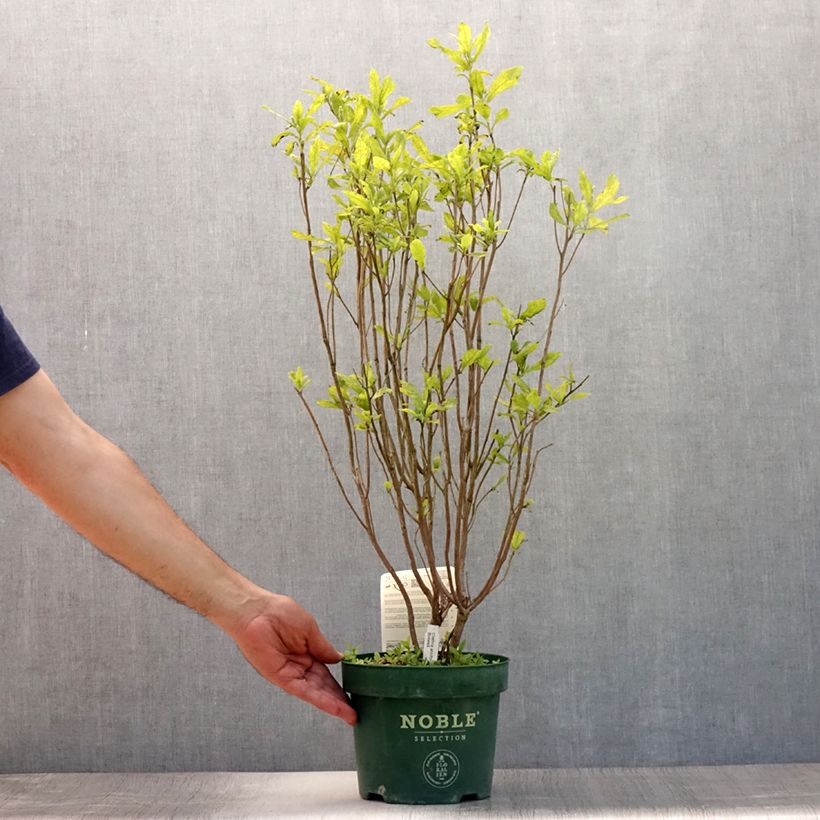 Spécimen de Clethra alnifolia Anne Bidwell Pot de 2L/3L tel que livré en été
