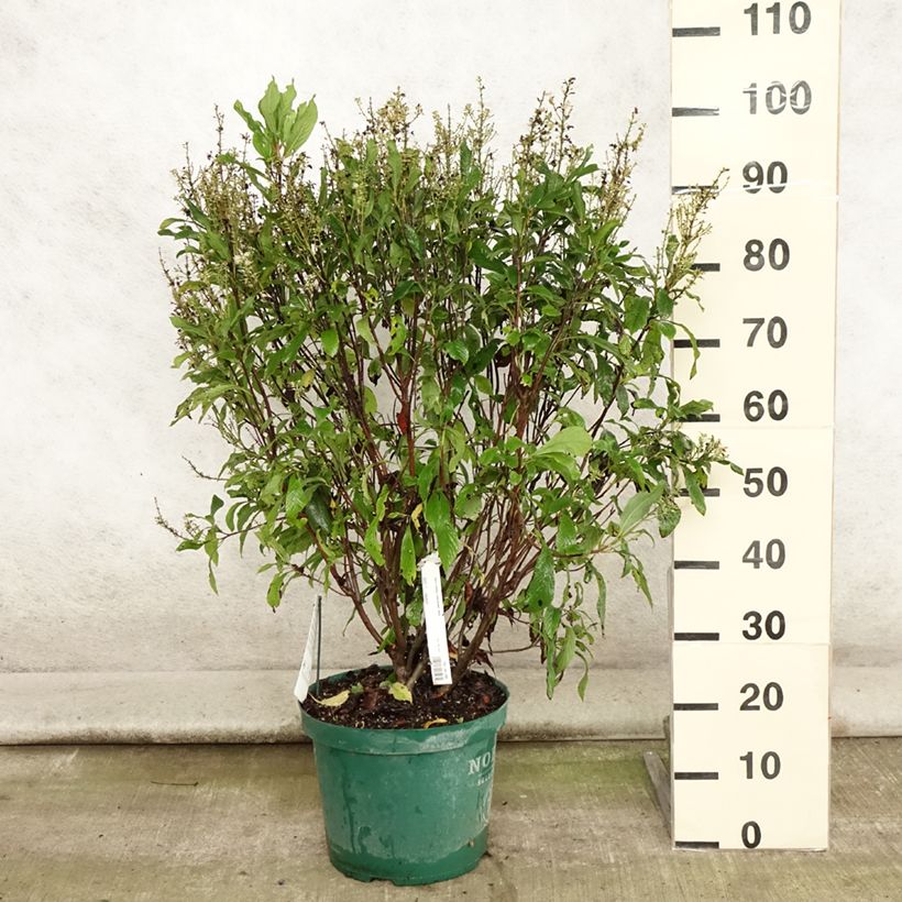 Spécimen de Clethra alnifolia Anne Bidwell Pot de 7,5L/10L tel que livré en été