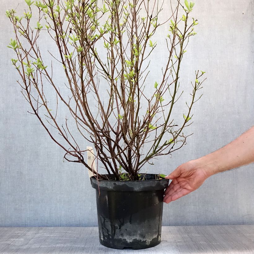 Spécimen de Clethra alnifolia Hummingbird Pot de 7,5L/10L tel que livré en été