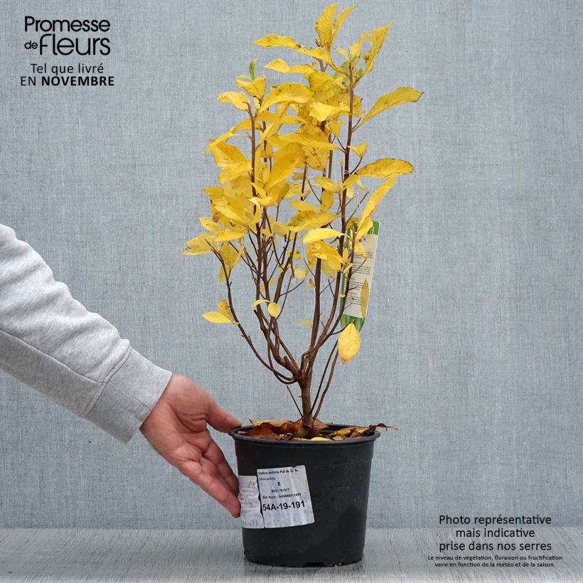 Spécimen de Clethra alnifolia Pot de 3L/4L tel que livré en automne