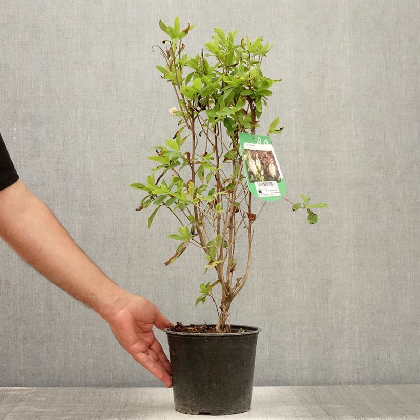 Spécimen de Clethra alnifolia Pot de 3L/4L tel que livré en été
