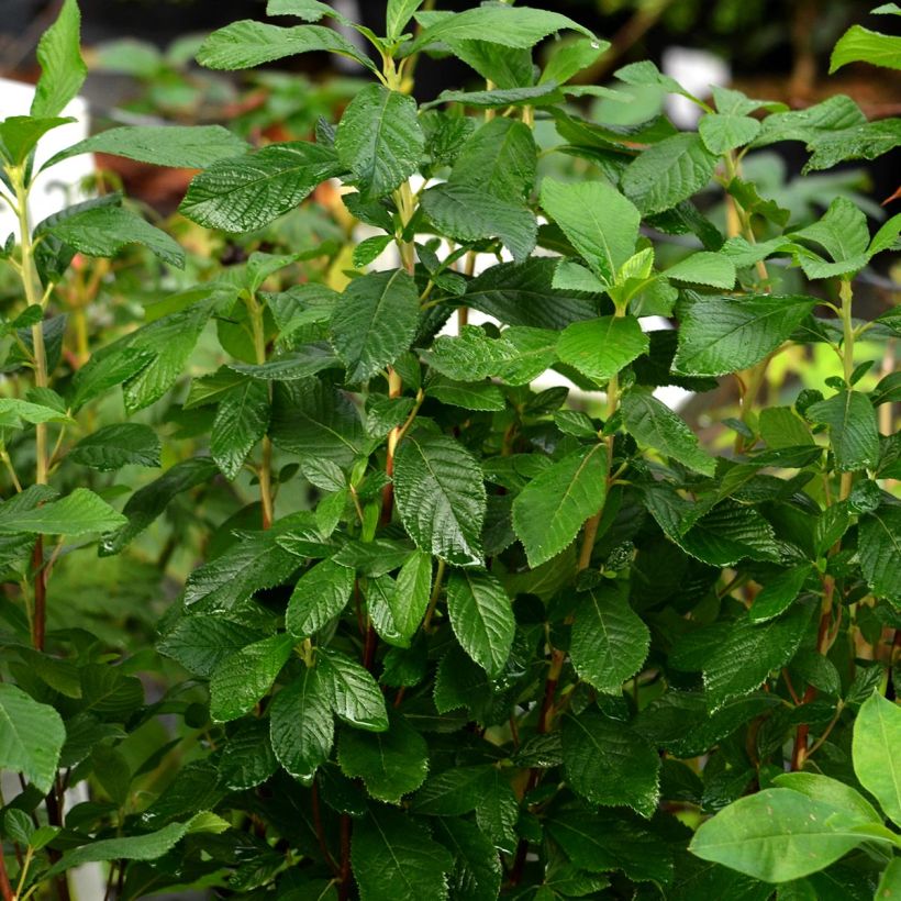 Clethra alnifolia Ruby Spice (Port)