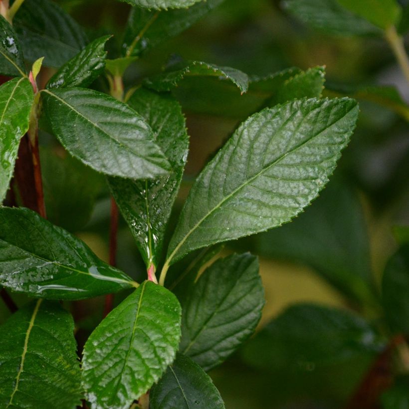 Clethra alnifolia Ruby Spice (Feuillage)