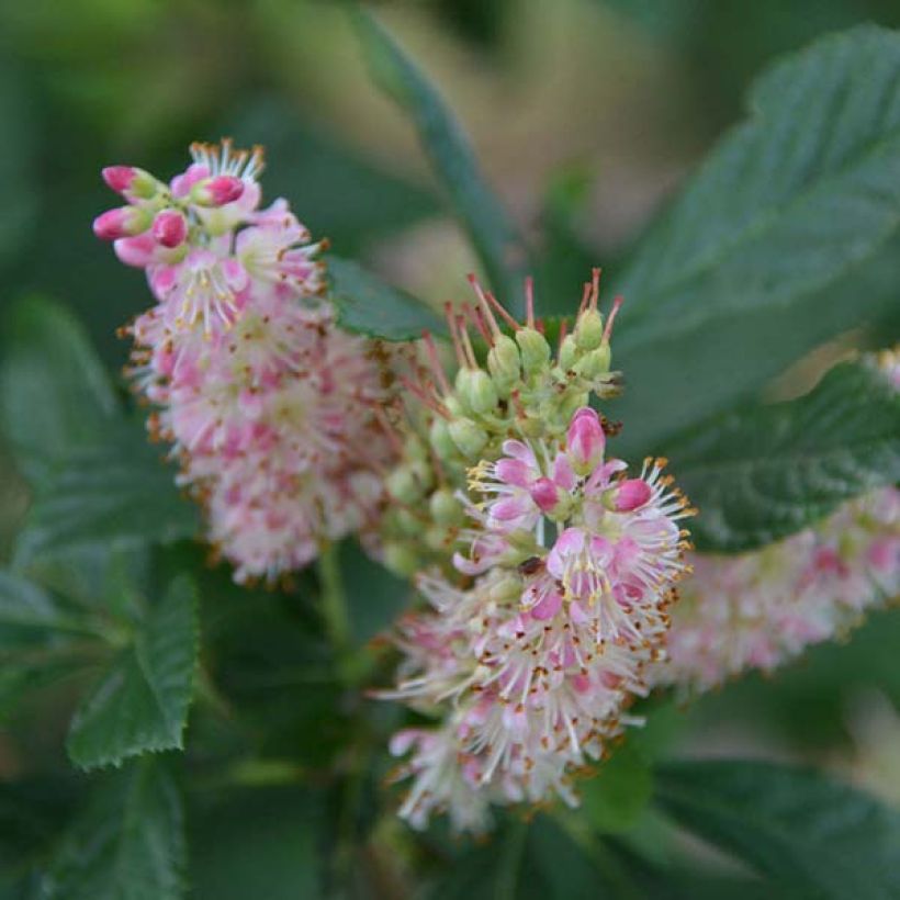 Clethra alnifolia Ruby Spice (Floraison)