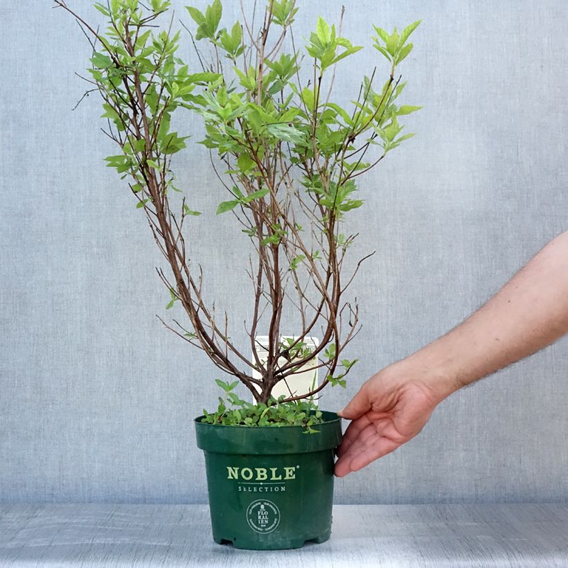 Spécimen de Clethra alnifolia Sixteen Candles Pot de 2L/3L tel que livré en été