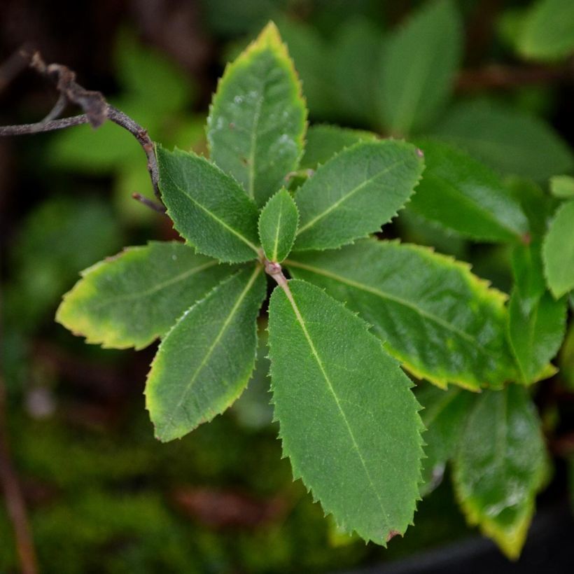 Clethra barbinervis (Feuillage)