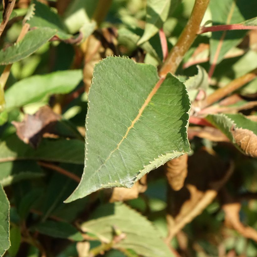 Clethra barbinervis Great Star (Feuillage)