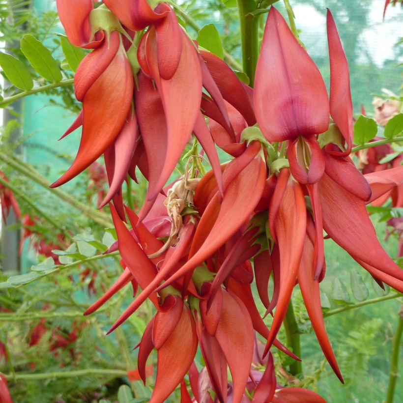 Clianthus puniceus Kaka King - Pince de Homard (Floraison)