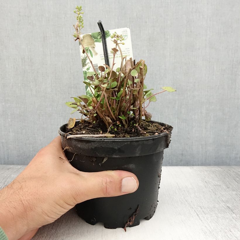 Spécimen de Cochléaire officinale - Cochlearia officinalis Pot de 1,5L/2L tel que livré en été