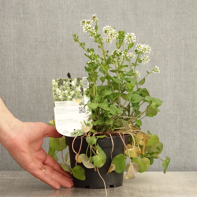 Spécimen de Cochléaire officinale - Cochlearia officinalis Pot de 1,5L/2L tel que livré au printemps