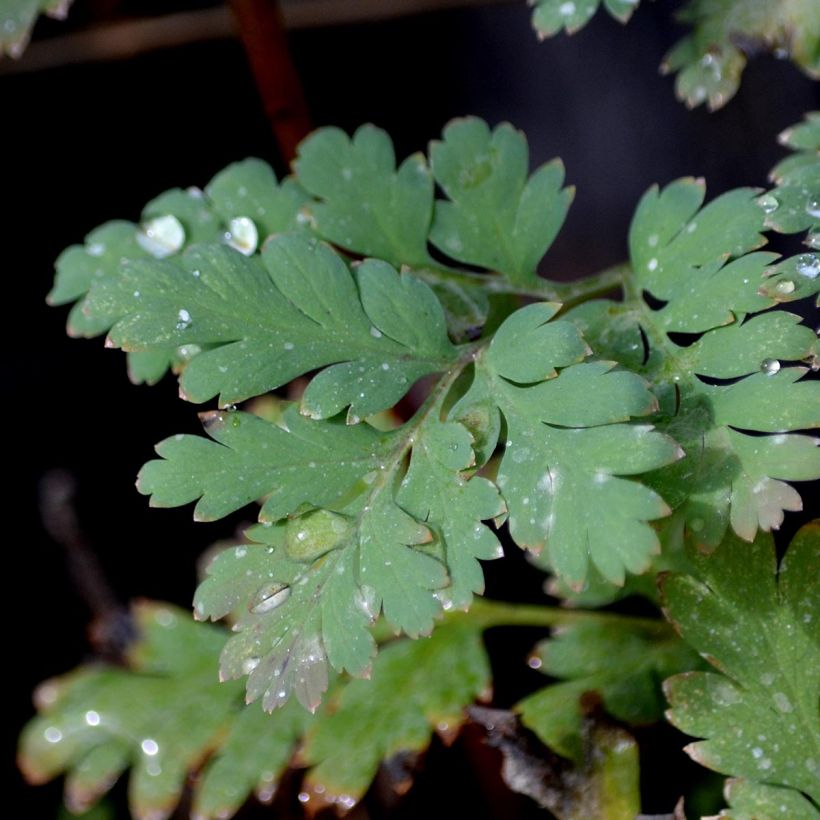 Coeur de Marie - Dicentra formosa Luxuriant (Feuillage)