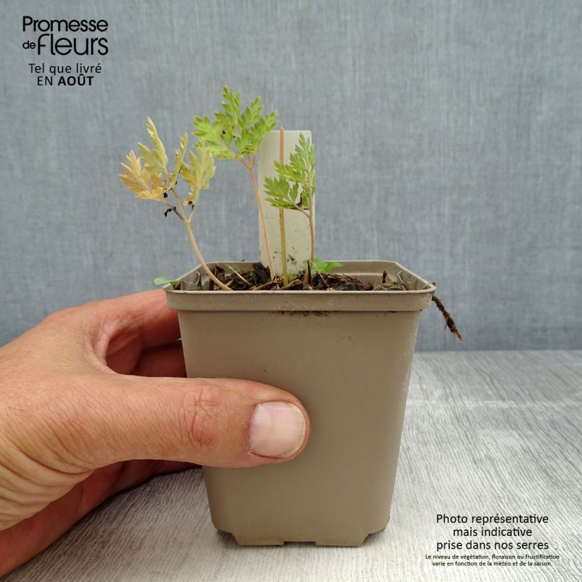 Spécimen de Coeur de Marie - Dicentra formosa Spring Gold Godet de 8/9 cm tel que livré en été