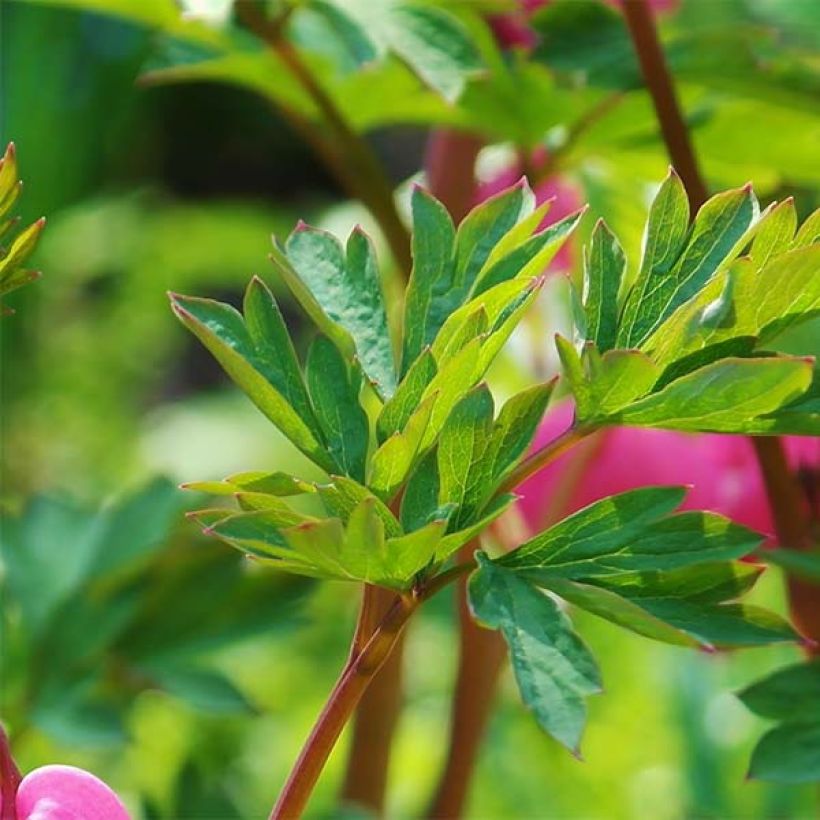 Coeur de Marie Rose - Dicentra spectabilis (Feuillage)