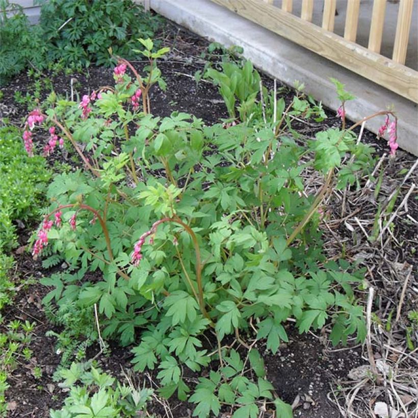 Coeur de Marie Rose - Dicentra spectabilis (Port)