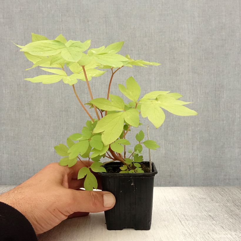 Spécimen de Coeur de Marie - Dicentra spectabilis Ruby Gold  Godet de 8/9 cm tel que livré en été