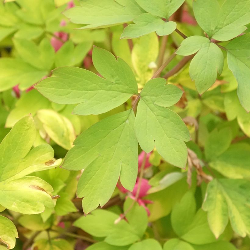 Coeur de Marie - Dicentra spectabilis Yellow Leaf (Feuillage)