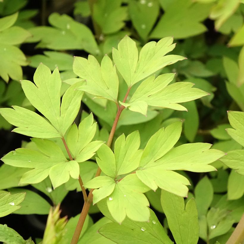 Coeur de Marie - Dicentra spectabilis Yellow Leaf (Feuillage)