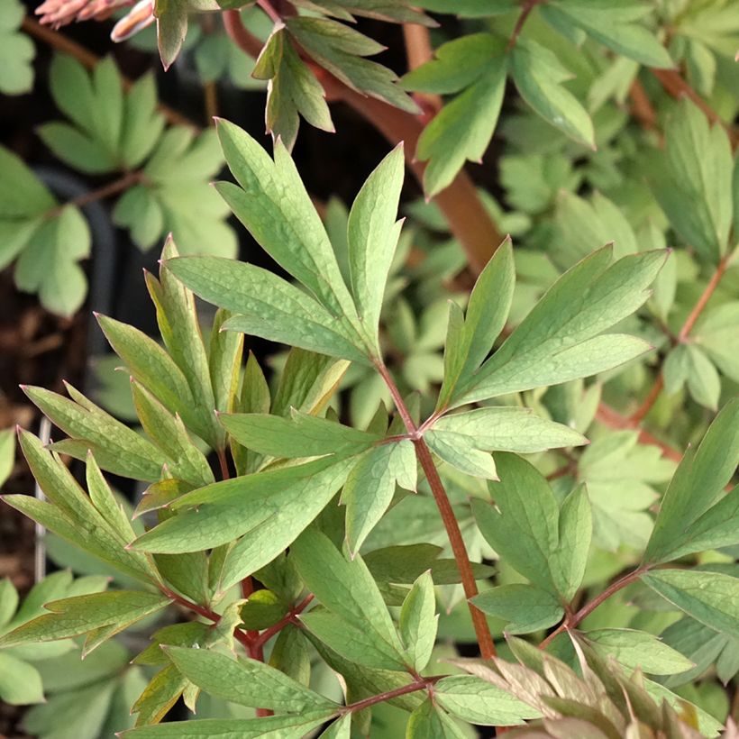 Coeur de Marie Rouge - Dicentra spectabilis Valentine (Feuillage)