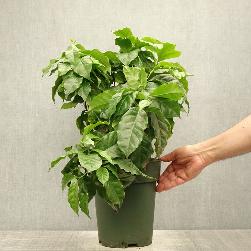 Spécimen de Coffea arabica - Caféier Pot de 6L/7L tel que livré en été