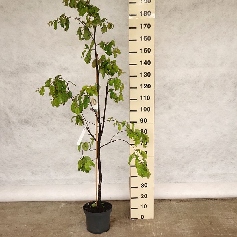 Spécimen de Cognassier commun - Cydonia oblonga Vranja Gobelet en pot de 7.5L/10L tel que livré au printemps