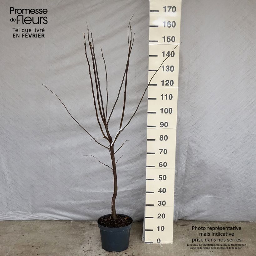 Spécimen de Cognassier commun - Cydonia oblonga Vranja Pot de 7,5L/10L, Demi-tige tel que livré en hiver
