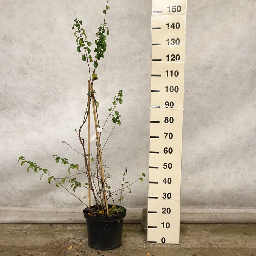 Spécimen de Cognassier du Japon Cameo - Chaenomeles superba  Pot de 7,5L/10L tel que livré en automne