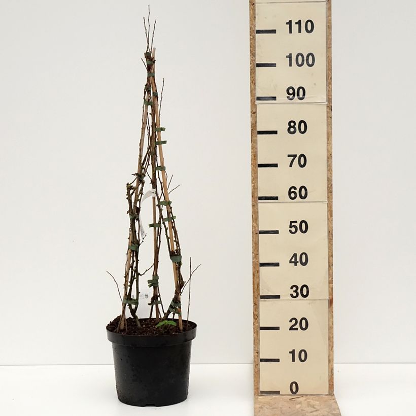 Spécimen de Cognassier du Japon Cameo - Chaenomeles superba en pot de 7,5L/10L tel que livré en hiver