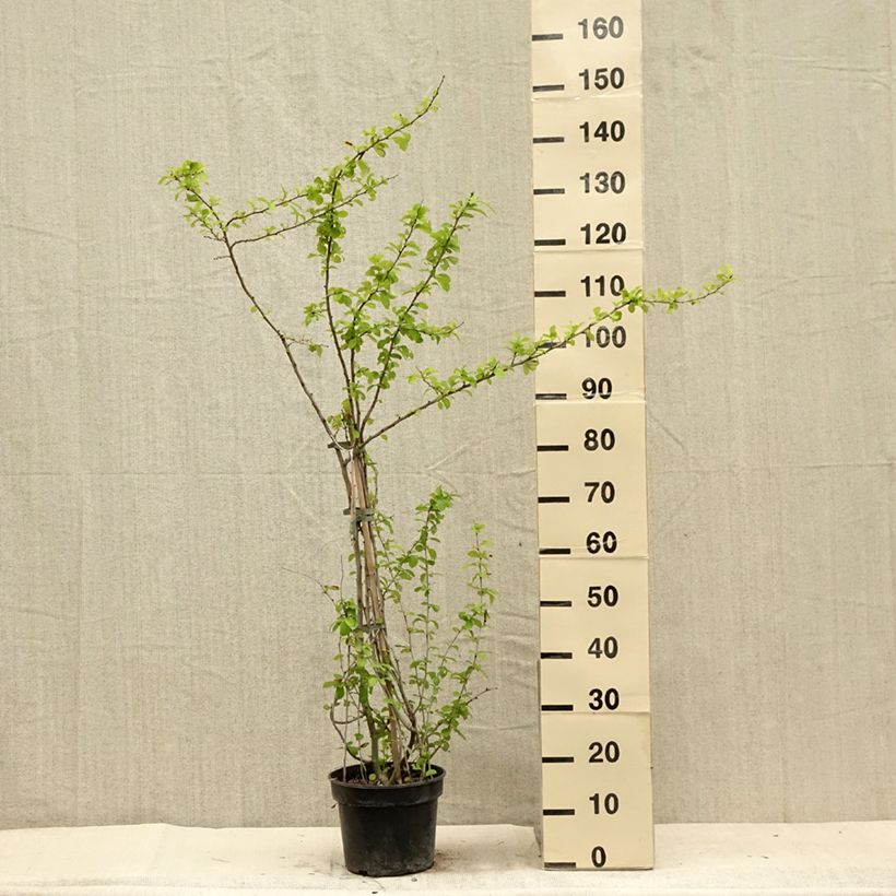 Spécimen de Cognassier du Japon Cameo - Chaenomeles superba  Pot de 3L/4L tel que livré en été