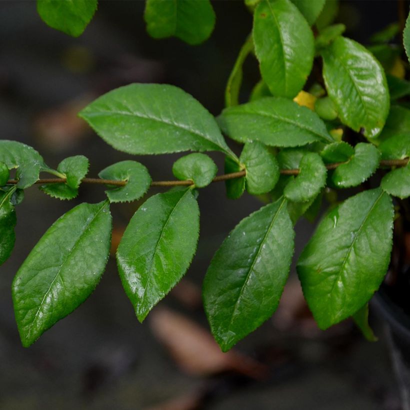 Cognassier du Japon Kinshiden - Chaenomeles speciosa (Feuillage)