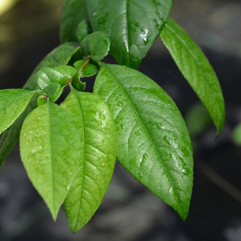 Cognassier du Japon Eximia - Chaenomeles speciosa  (Feuillage)