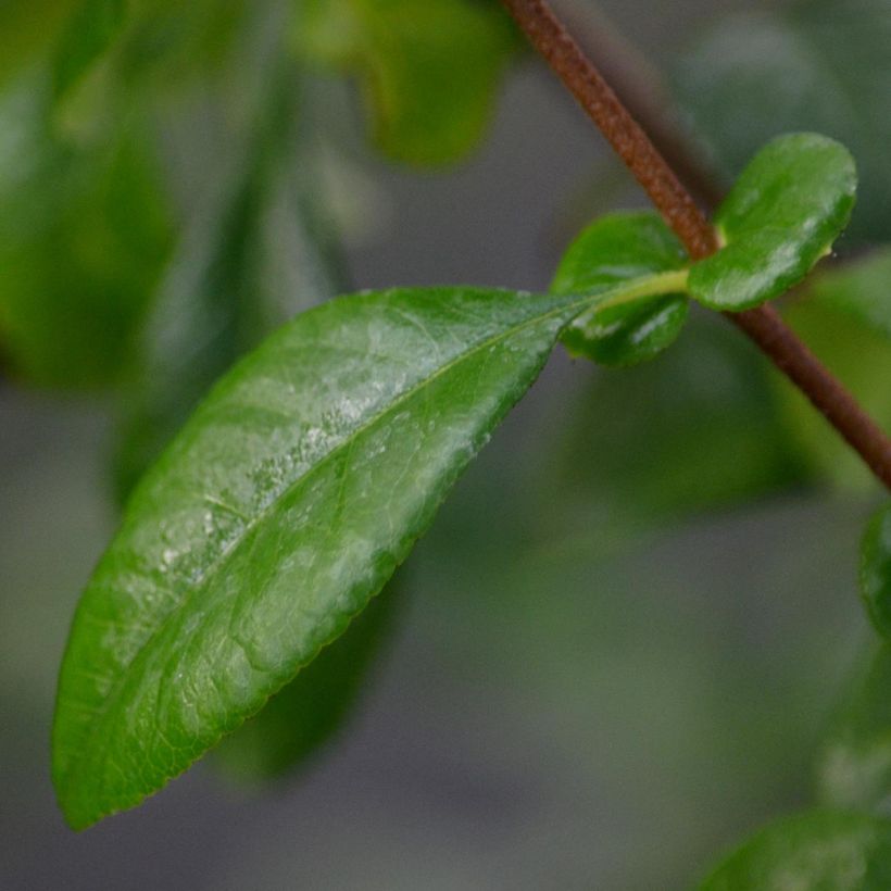 Cognassier du Japon Friesdorfer - Chaenomeles speciosa  (Feuillage)