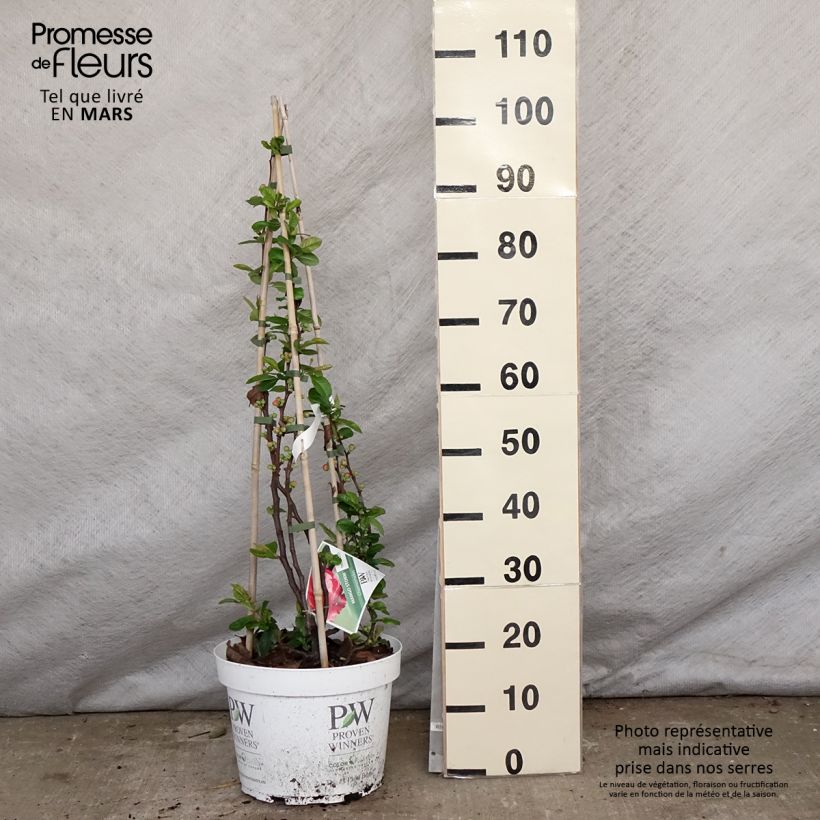 Spécimen de Cognassier du Japon - Chaenomeles speciosa Mango Storm en pot de 10L tel que livré au printemps