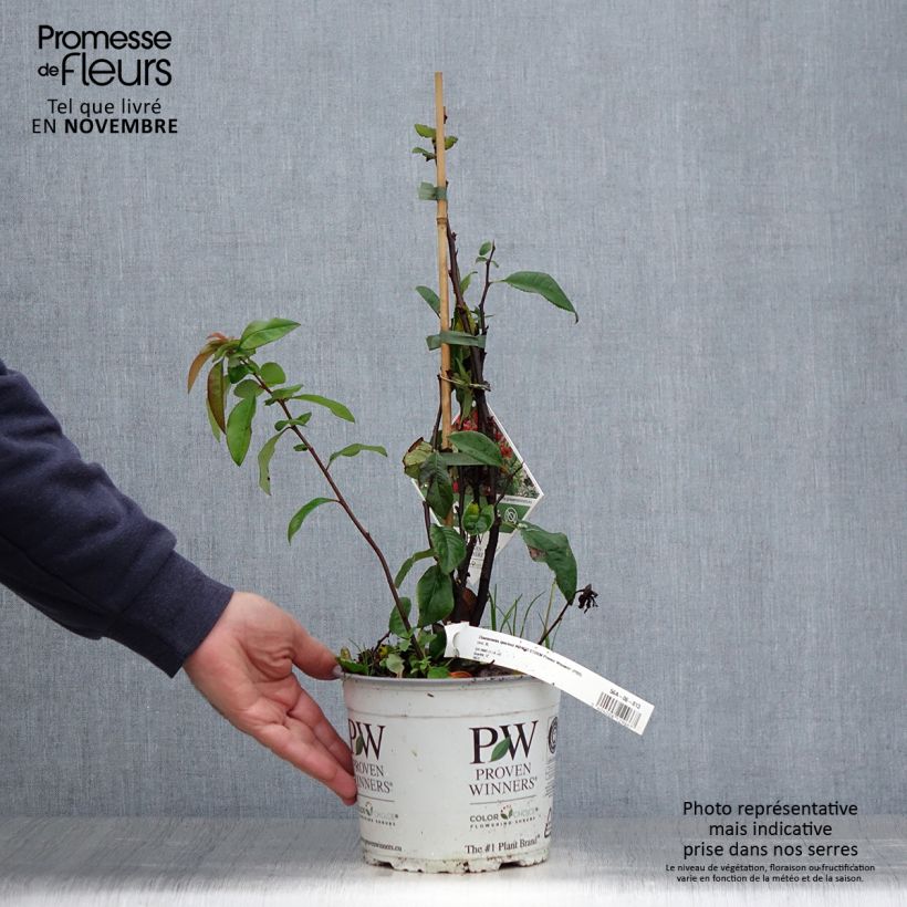 Spécimen de Cognassier du Japon - Chaenomeles speciosa Mango Storm Pot de 3L/4L tel que livré en automne