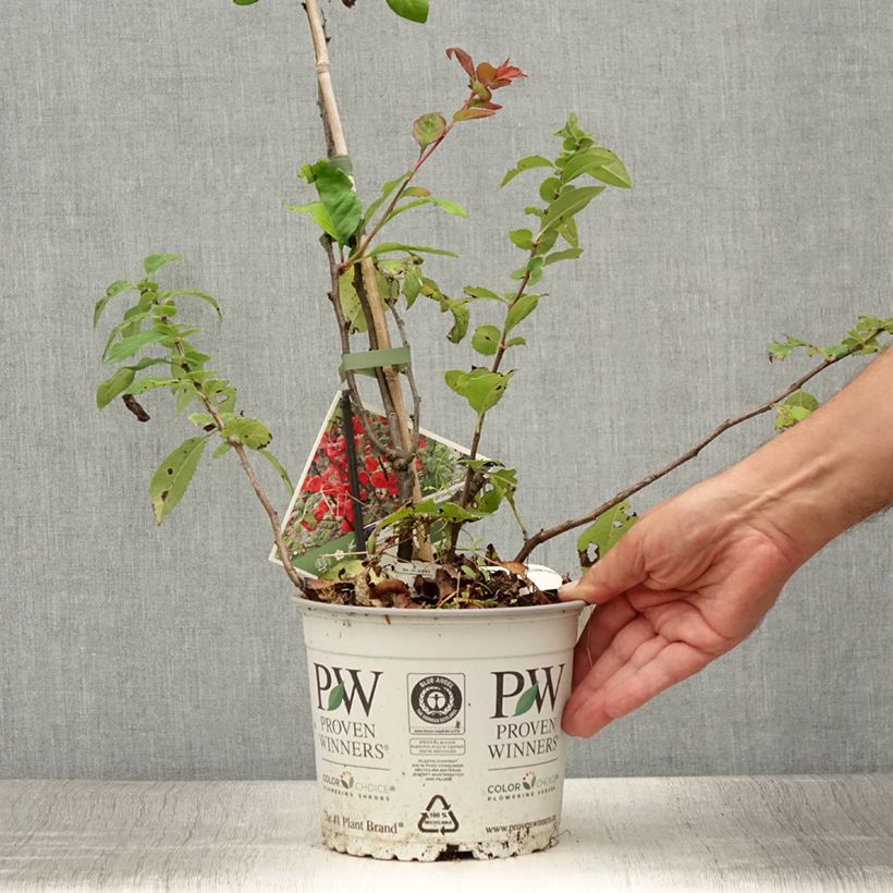 Spécimen de Cognassier du Japon - Chaenomeles speciosa Mango Storm Pot de 3L/4L tel que livré en été