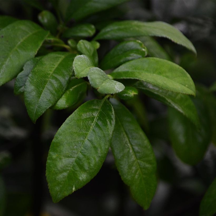 Cognassier du Japon Nivalis - Chaenomeles speciosa  (Feuillage)