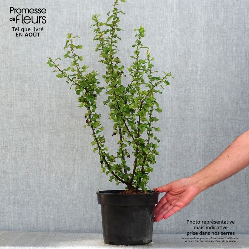 Spécimen de Cognassier du Japon - Chaenomeles speciosa Red Kimono Pot de 4L/5L tel que livré en été