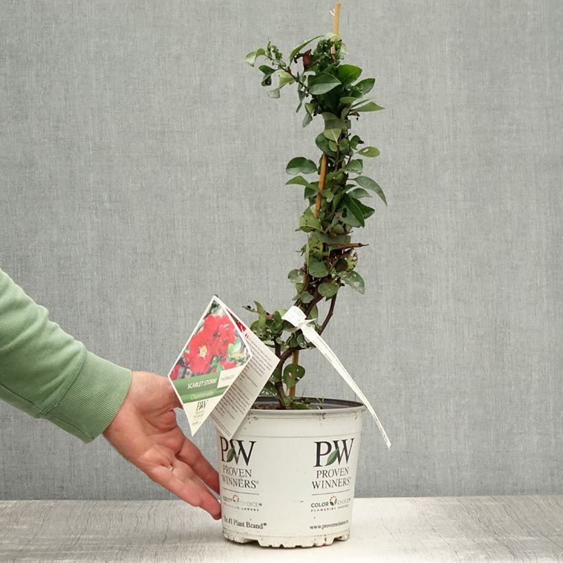 Spécimen de Cognassier du Japon - Chaenomeles speciosa Scarlet Storm   Pot de 3L/4L tel que livré en été