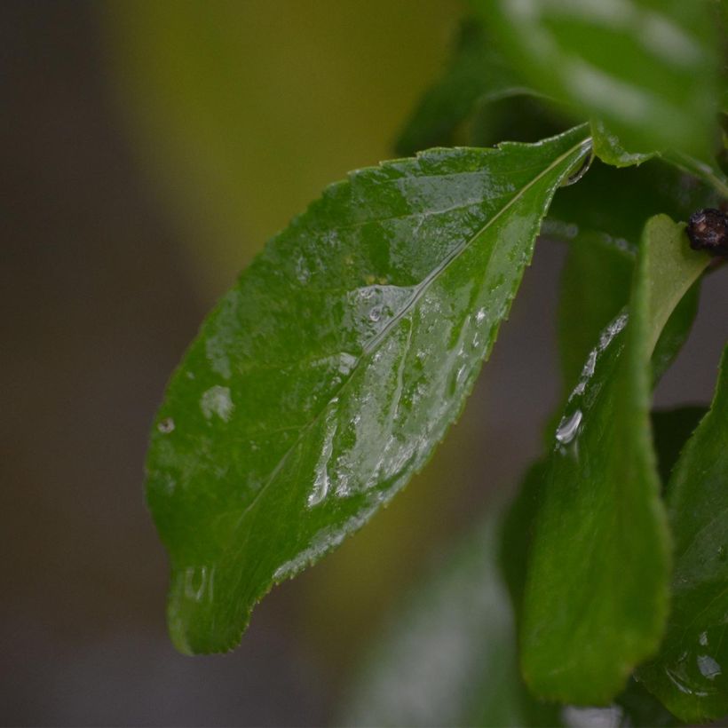 Cognassier du Japon Cameo - Chaenomeles superba  (Feuillage)