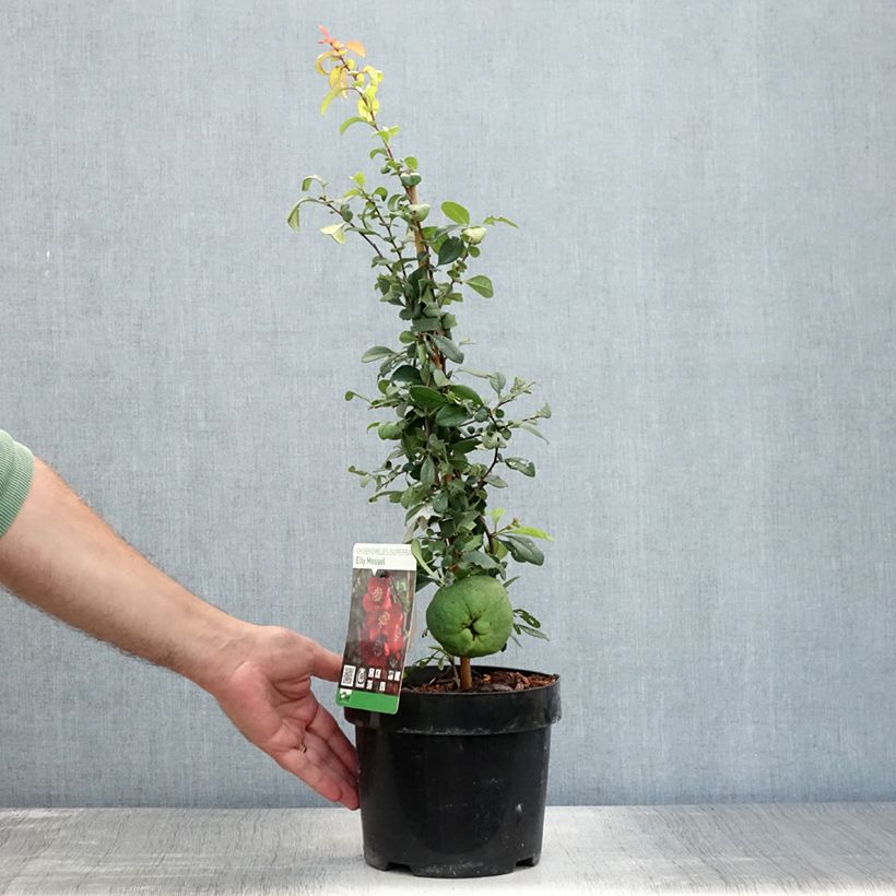 Spécimen de Cognassier du Japon - Chaenomeles x superba Elly Mossel Pot de 2L/3L tel que livré en été
