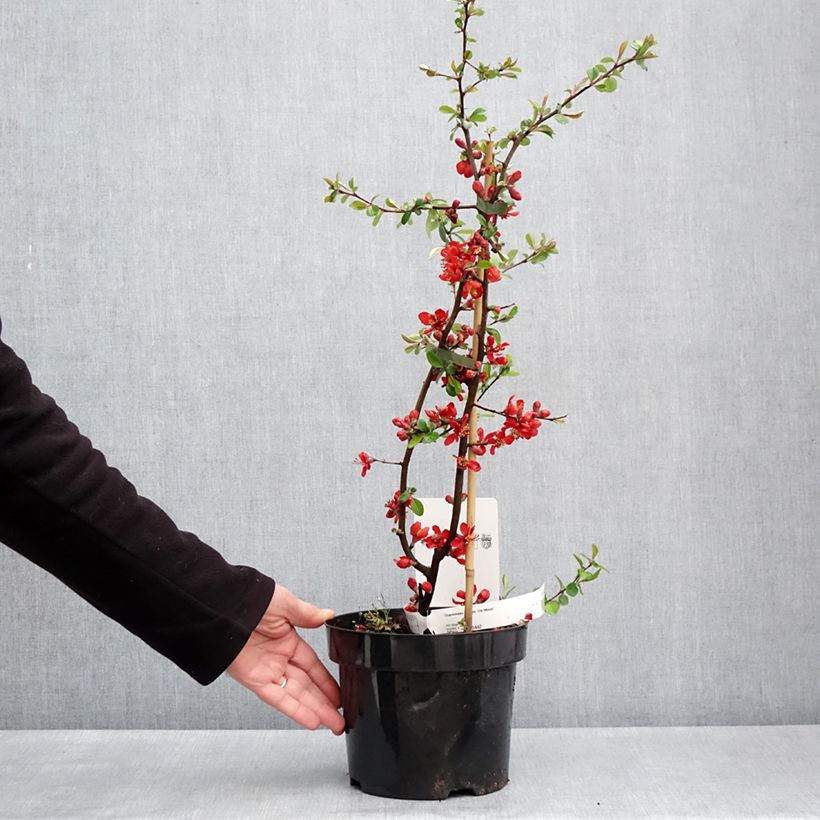 Spécimen de Cognassier du Japon - Chaenomeles x superba Elly Mossel Pot de 2L/3L tel que livré au printemps