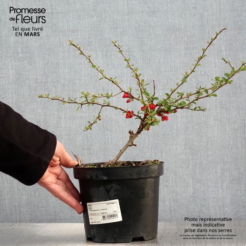 Spécimen de Cognassier du Japon - Chaenomeles x superba Hollandia Pot de 2L/3L tel que livré au printemps